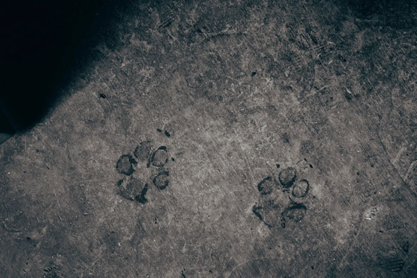 Paw prints in cement